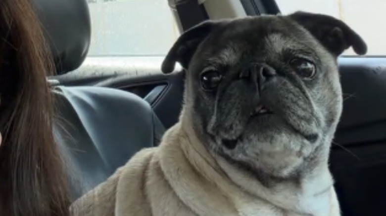 Pug sitting in passenger's seat of a car.