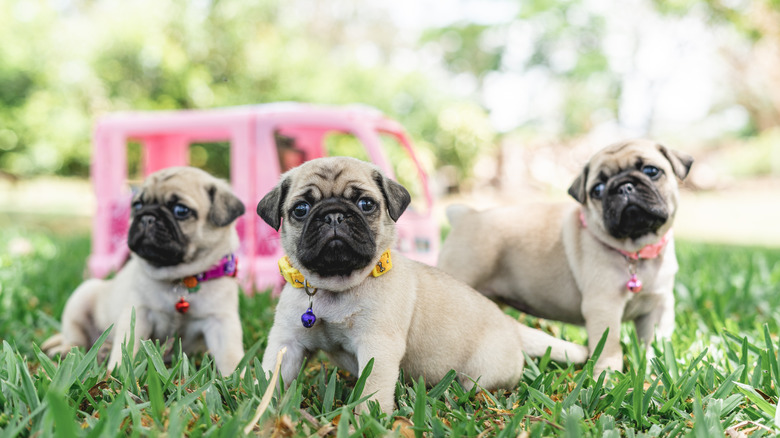 Three little pug siblings outdoors on a summer's day.