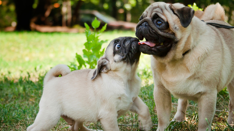 A tiny pug puppy sniffs a larger adult pug