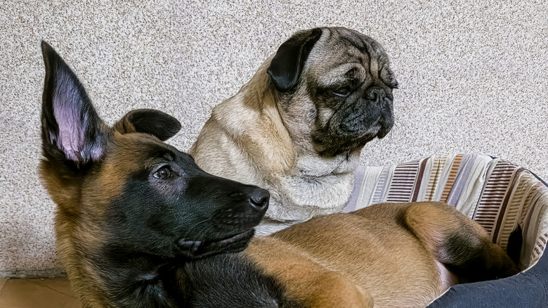 An adult pug and a puppy together.