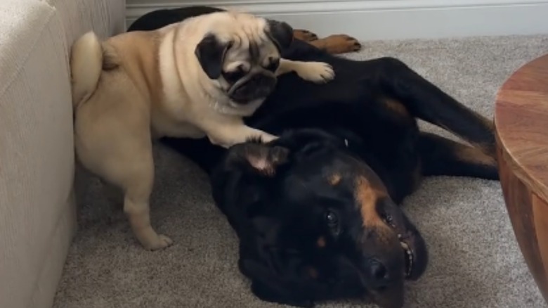 A pug named Penny from TikTok took it upon herself to protect Rottweiler brother.