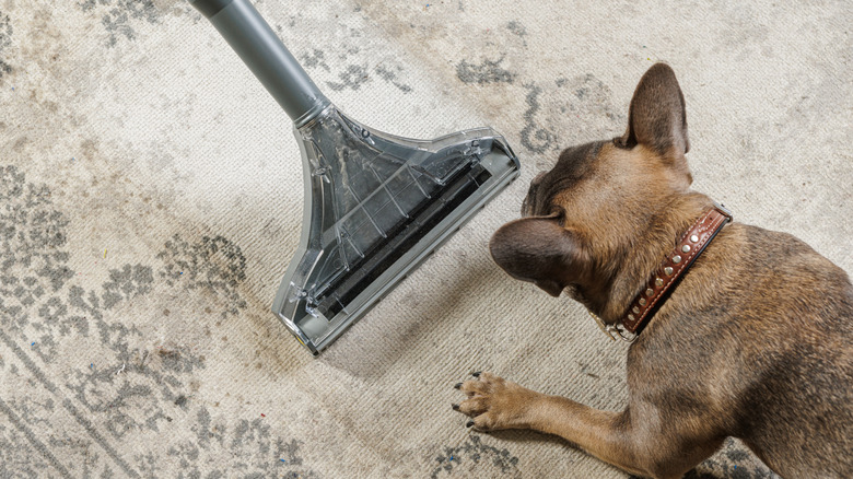 A dog reacting to a vacuum on a carpet.