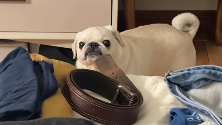 Pug stares over a pile of clothes on a bed.