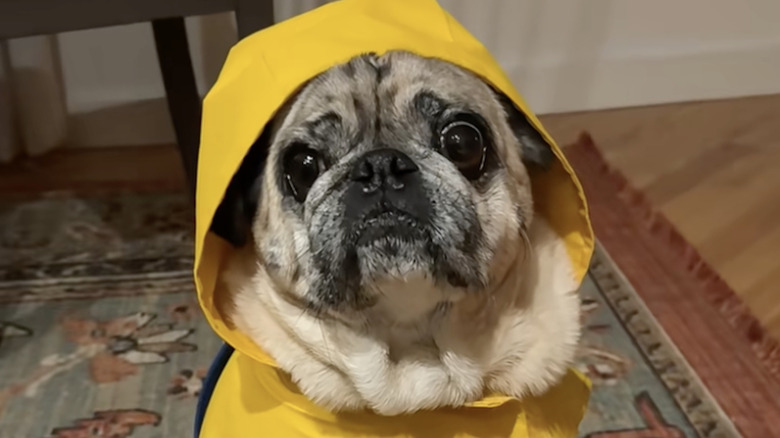 Milton the pug from TikTok is dressed in his raincoat.