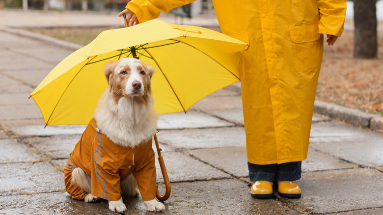 A dog and its owner a dressed up and ready for the rain.