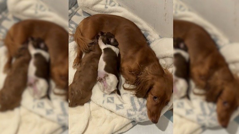 Two newborn puppies cuddle their dachshund mother on a white blanket.