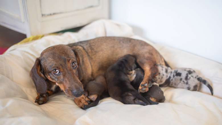 Cute dachshund mother looking at camera while nursing her small sweet newborn puppies lying on a comfortable soft white blanket at home.