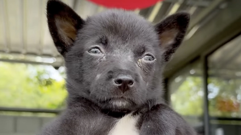 A puppy named Mini was rescued from the streets of Thailand on Instagram.