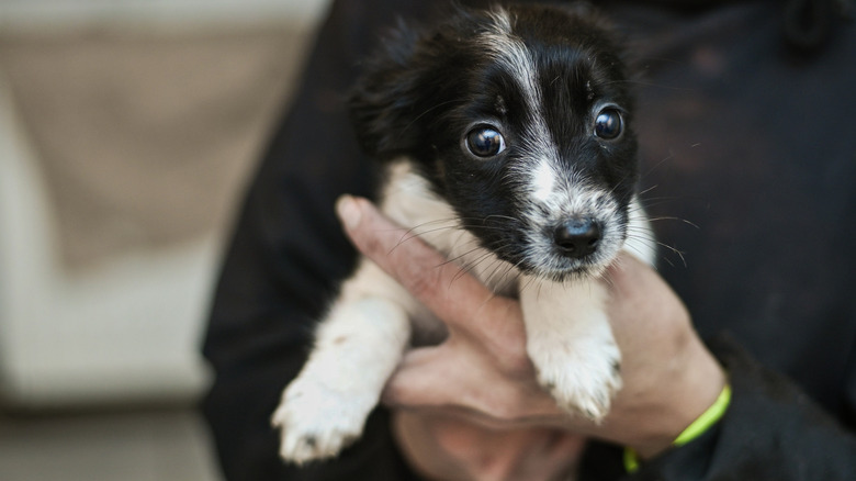 A small puppy being held in someone's hands.