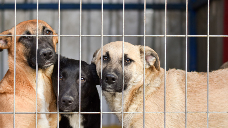 Three dogs in a cage.