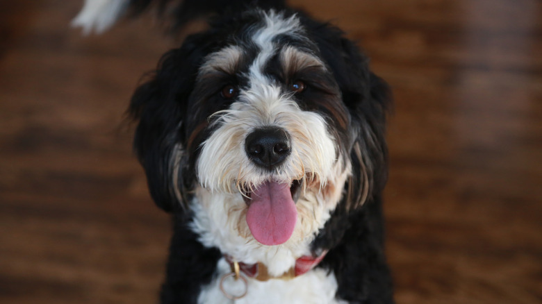 A bernedoodle puppy with its tongue out.