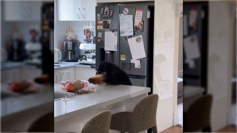 A dog peers over a kitchen table with expectant eyes.