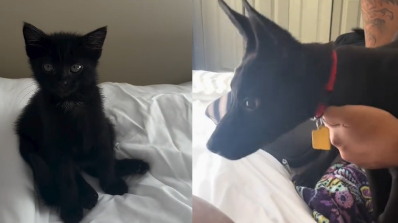 Side-by-side image of calm kitten and excited puppy