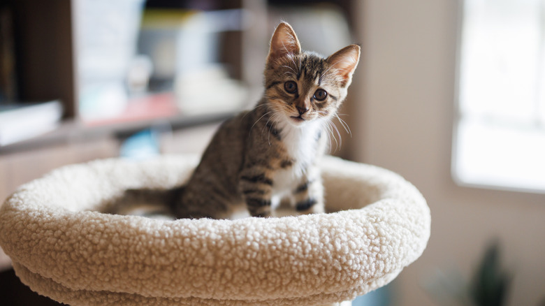Tabby kitten sitting on top of cat tower