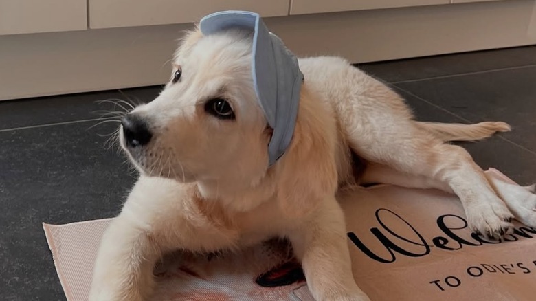 Odie the golden retriever sitting on his mat