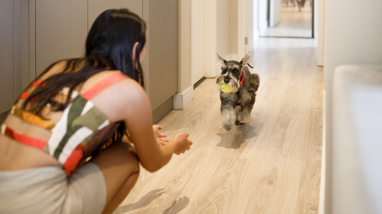 Schnauzer bringing owner toy in kitchen