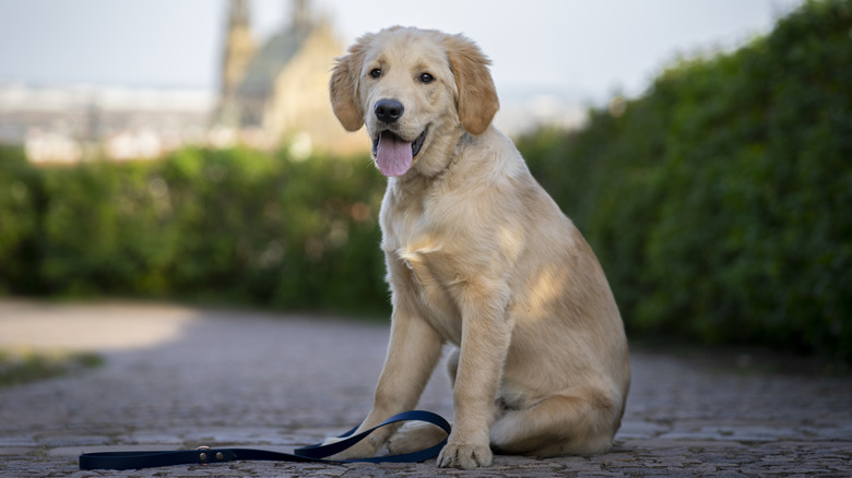 A golden retriever dog sitting on a path