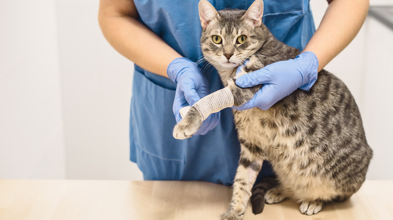 Vet bandaging paw of cat