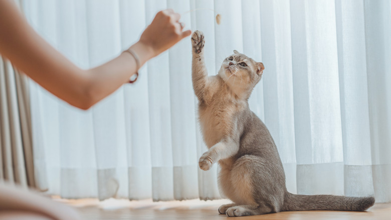 Woman playing with cat with toy in living room