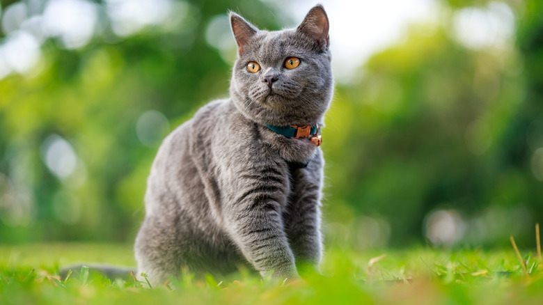 Close up a cute gray cat is shown in a park, looking away with a blurred green nature background.