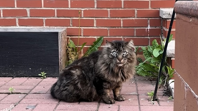 Shaggy grey and brown cat with stubby legs on a brick ground in front of a brick wall.