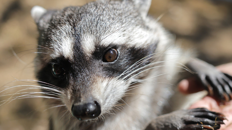 A raccoon showing off its hands.