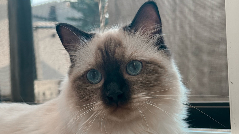 Close-up of ragdoll cat with blue eyes