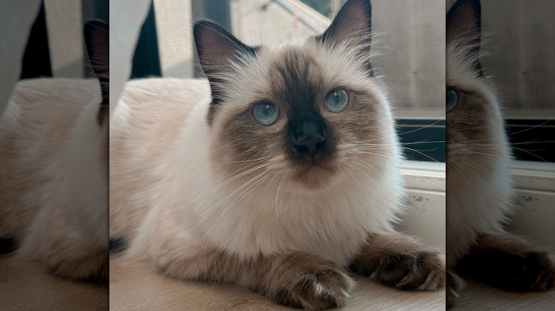 Close-up of ragdoll cat with blue eyes
