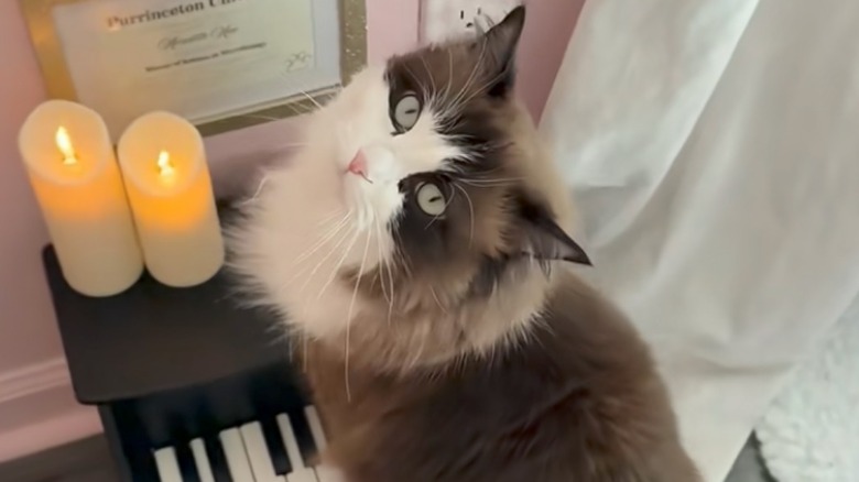 Ragdoll cat stands on mini piano with two lit candles on it.
