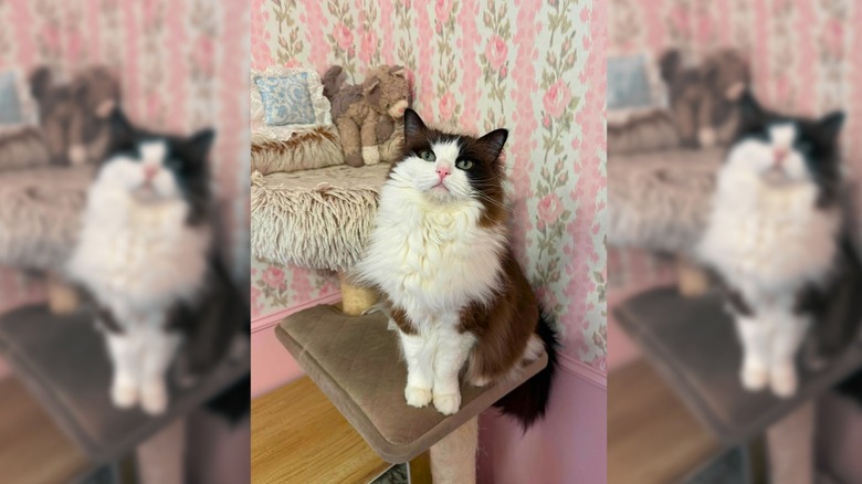 Ragdoll cat in a cat tree in front of floral pink and green wallpaper.
