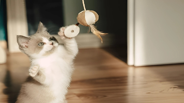 Ragdoll kitten plays with a toy.