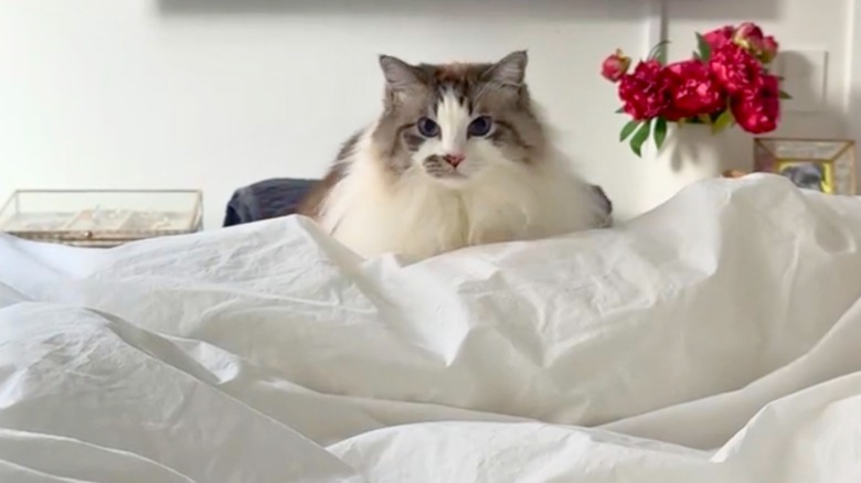 Ragdoll cat prepare to pounce at the top of a white bed.