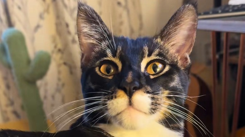 Golden-eyed Maine Coon-Bengal mix stares straight ahead.