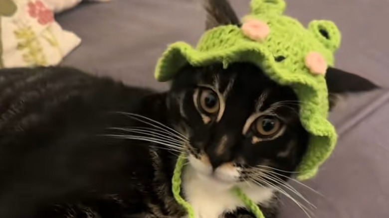 Mix-breed Maine Coon-Bengal kitten wears a neon green knit hat.