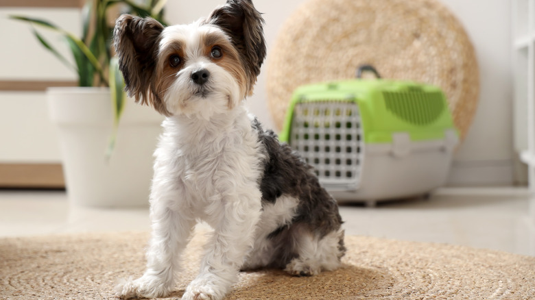 Biewer terrier dog posing in a living room.