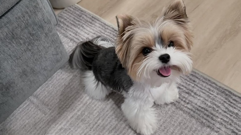 Benny the Biewer terrier puppy from TikTok looks like a teddy bear.