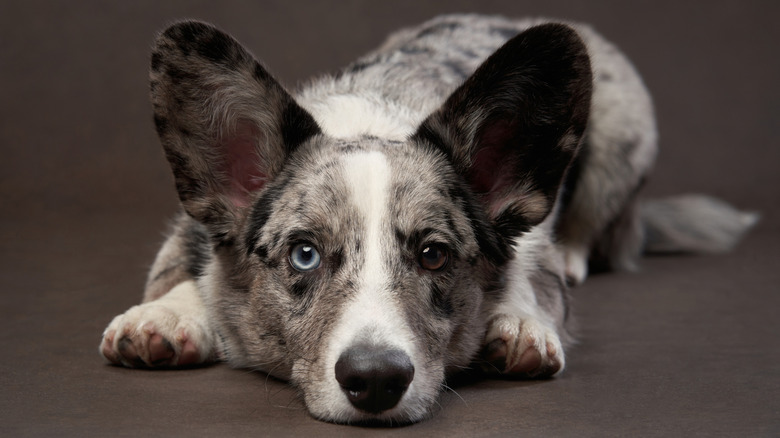A Cardigan Welsh corgi with two different colored eyes.