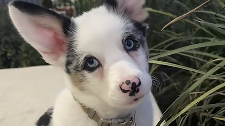 Finn the blue-eyed corgi from TikTok.