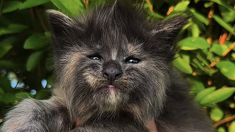 A rare Maine coon kitten resembles a Wookiee from Star Wars.