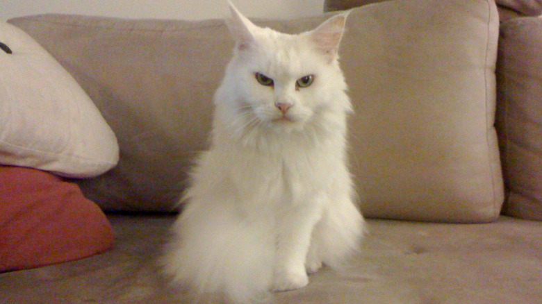 An all-white Maine coon cat on sofa.
