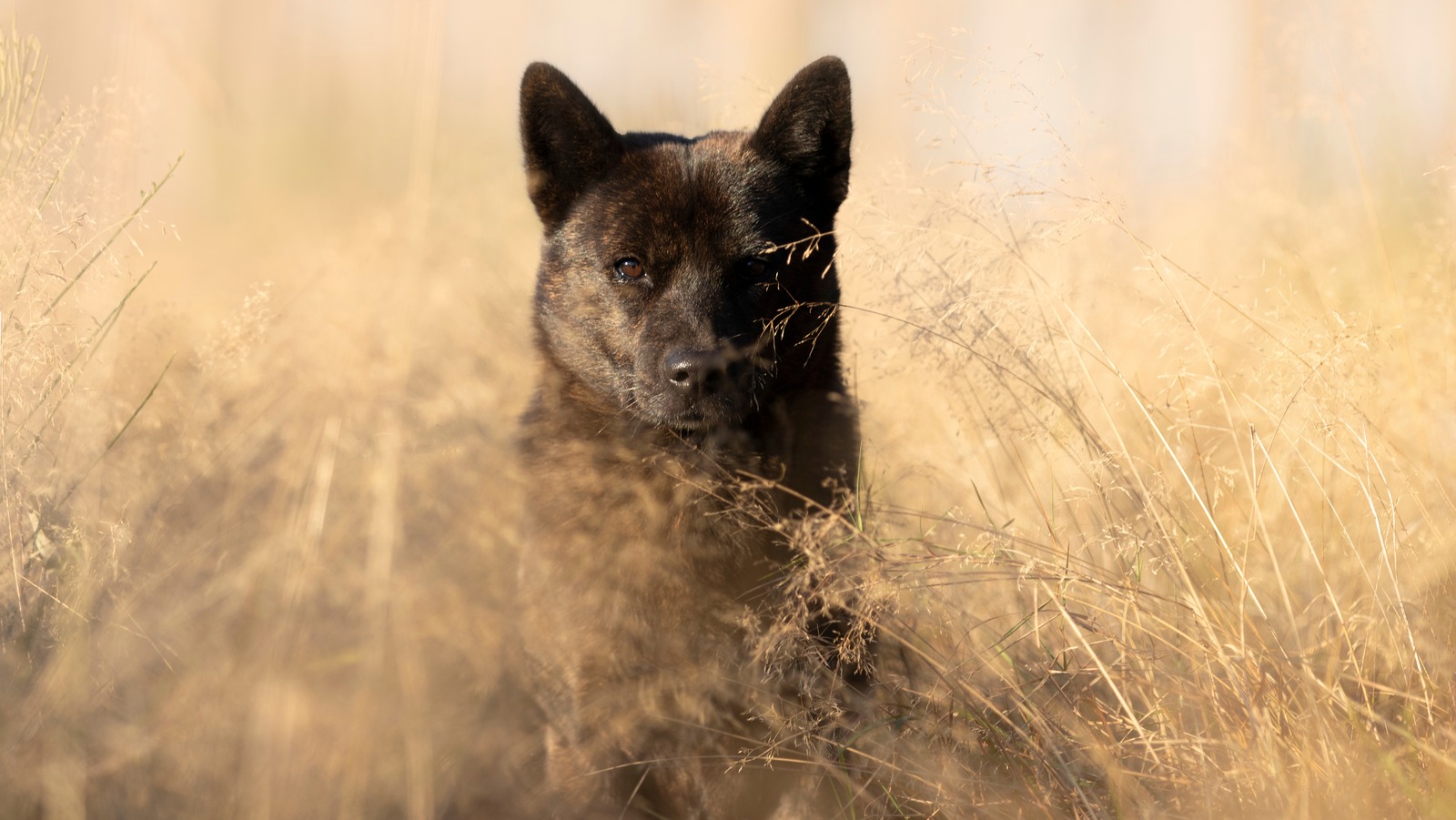 Rare Dog Breeds You Probably Never Even Heard Of