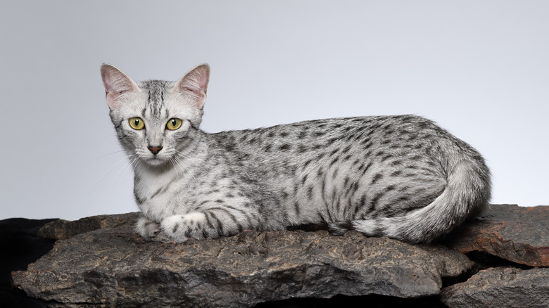 An Egyptian mau laying on a stone.