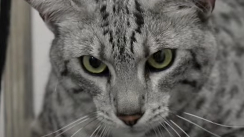 An Egyptian mau cat named Antar was featured on Instagram.