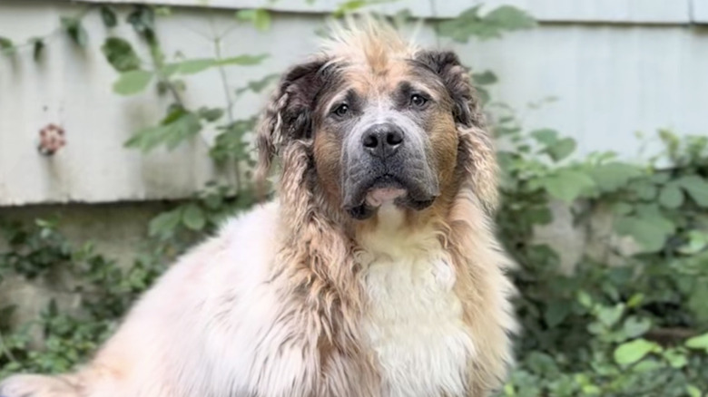 A long-haired, fluffy pit bull named Theo from TikTok.