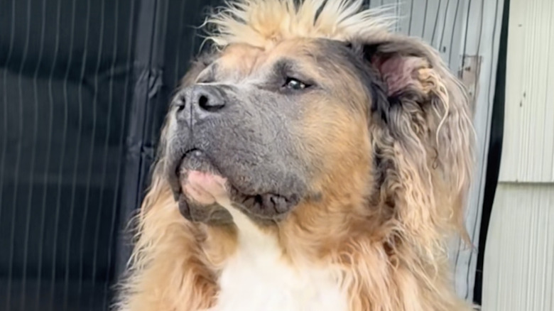A long-haired, fluffy pit bull named Theo from TikTok.
