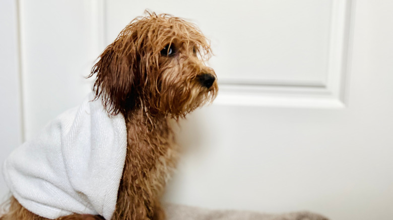 Small cute dog with an annoyed look and towel on.