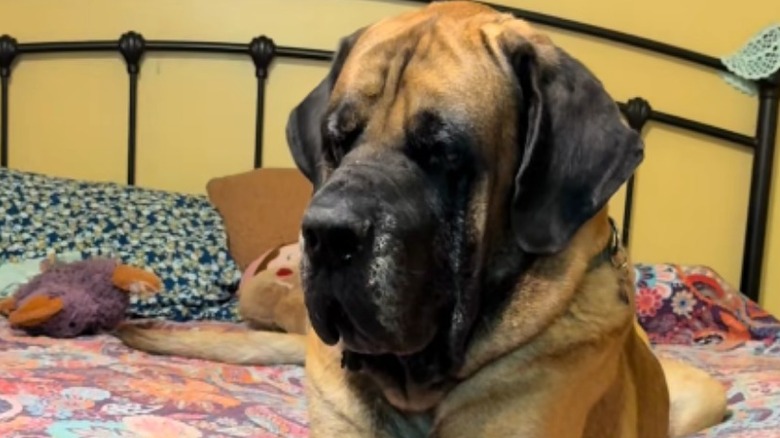 Large brown Great Dane and mastiff mix stares away from the camera.