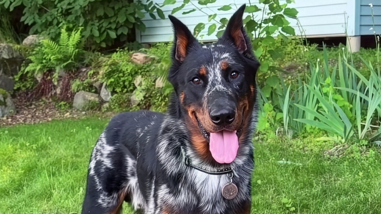 Beauceron dog with his tongue hanging out