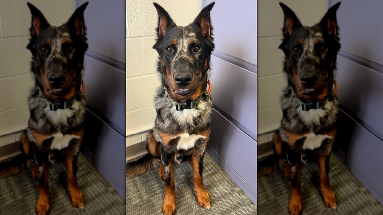 Beauceron dog sitting up
