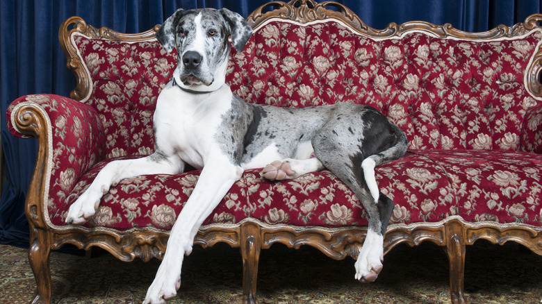 A Great Dane resting on a couch.